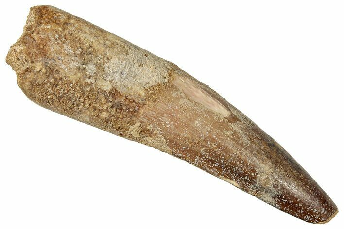 Fossil Spinosaurus Tooth - Real Dinosaur Tooth #357432